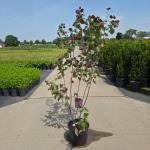 Cercis can. 'Merlot'