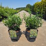 Sarcococca confusa