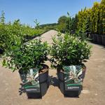 Sarcococca ruscifolia