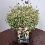 Abelia grandifl. Confetti