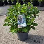 Hydrangea pan. Polestar