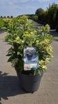 Hydrangea pan. Polestar