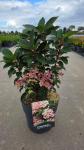 Hydrangea pan. Polestar