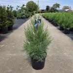 Sequoiadendron giganteum