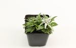 Leontopodium alpinum