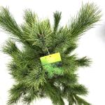 Pinus peuce