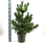 Pinus peuce