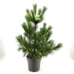 Pinus peuce