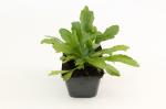 Leucanthemum (S) 'Alaska'