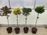 Ilex Gemengd