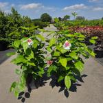 Calycanthus r. 'Aphrodite'