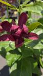 Calycanthus r. 'Aphrodite'