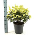 Osmanthus heter. 'Goshiki', bol