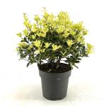 Osmanthus heter. 'Goshiki', bol
