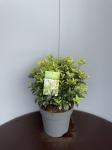 Osmanthus heter. 'Goshiki', bol