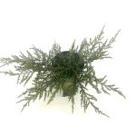 Juniperus comm. 'Repanda'
