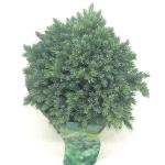 Juniperus squamata 'Blue Star'