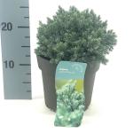 Juniperus squamata 'Blue Star'