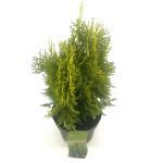 Platycladus or. 'Aurea Nana'