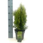 Platycladus or. 'Aurea Nana'