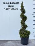 Taxus baccata, spiraal