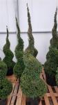 Taxus baccata, spiraal