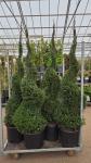 Taxus baccata, spiraal