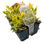 Euonymus jap. Marieke