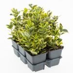 Euonymus jap. Marieke