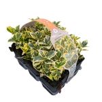 Euonymus jap. Marieke
