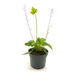 Heucherella a. 'Bridget Bloom'