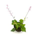 Heucherella a. 'Bridget Bloom'