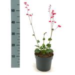 Heuchera 'Pluie de Feu'