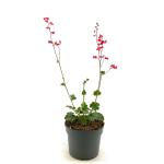 Heuchera 'Pluie de Feu'