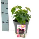 Anemone h. Fantasy Jasmine