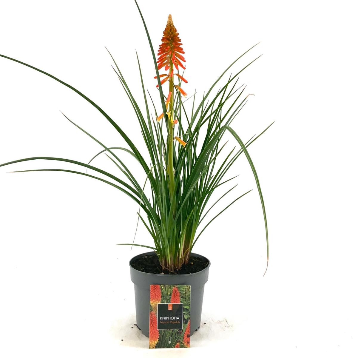 Kniphofia 'Papaya Popsicle'