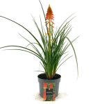 Kniphofia 'Papaya Popsicle'
