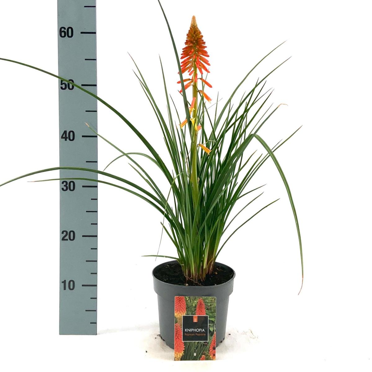 Kniphofia 'Papaya Popsicle'