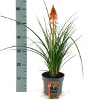 Kniphofia 'Papaya Popsicle'