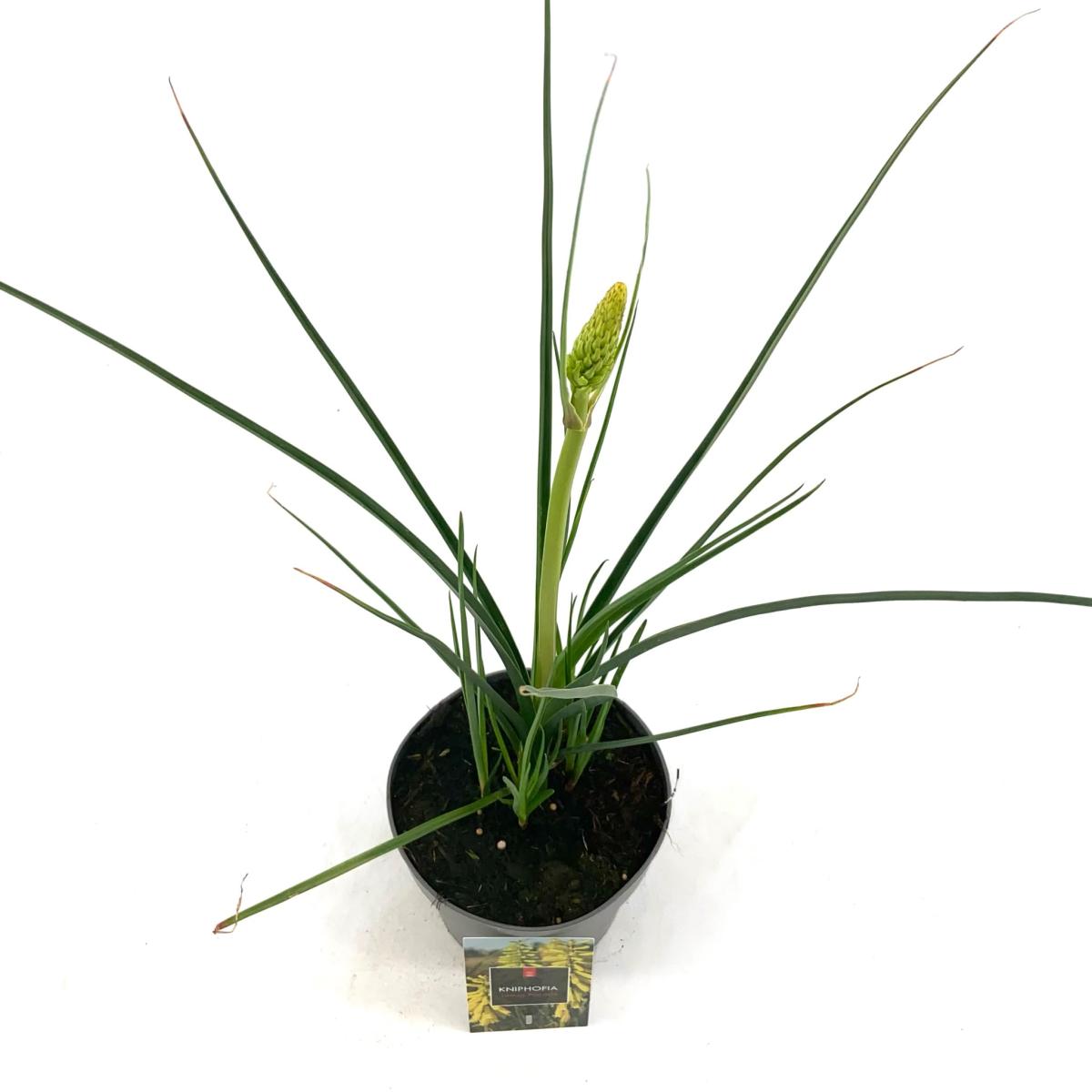 Kniphofia 'Lemon Popsicle'