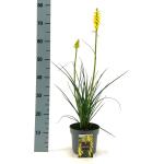 Kniphofia 'Lemon Popsicle'