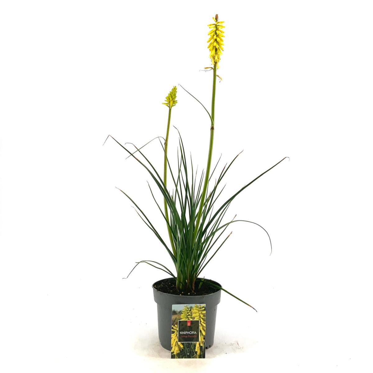 Kniphofia 'Lemon Popsicle'