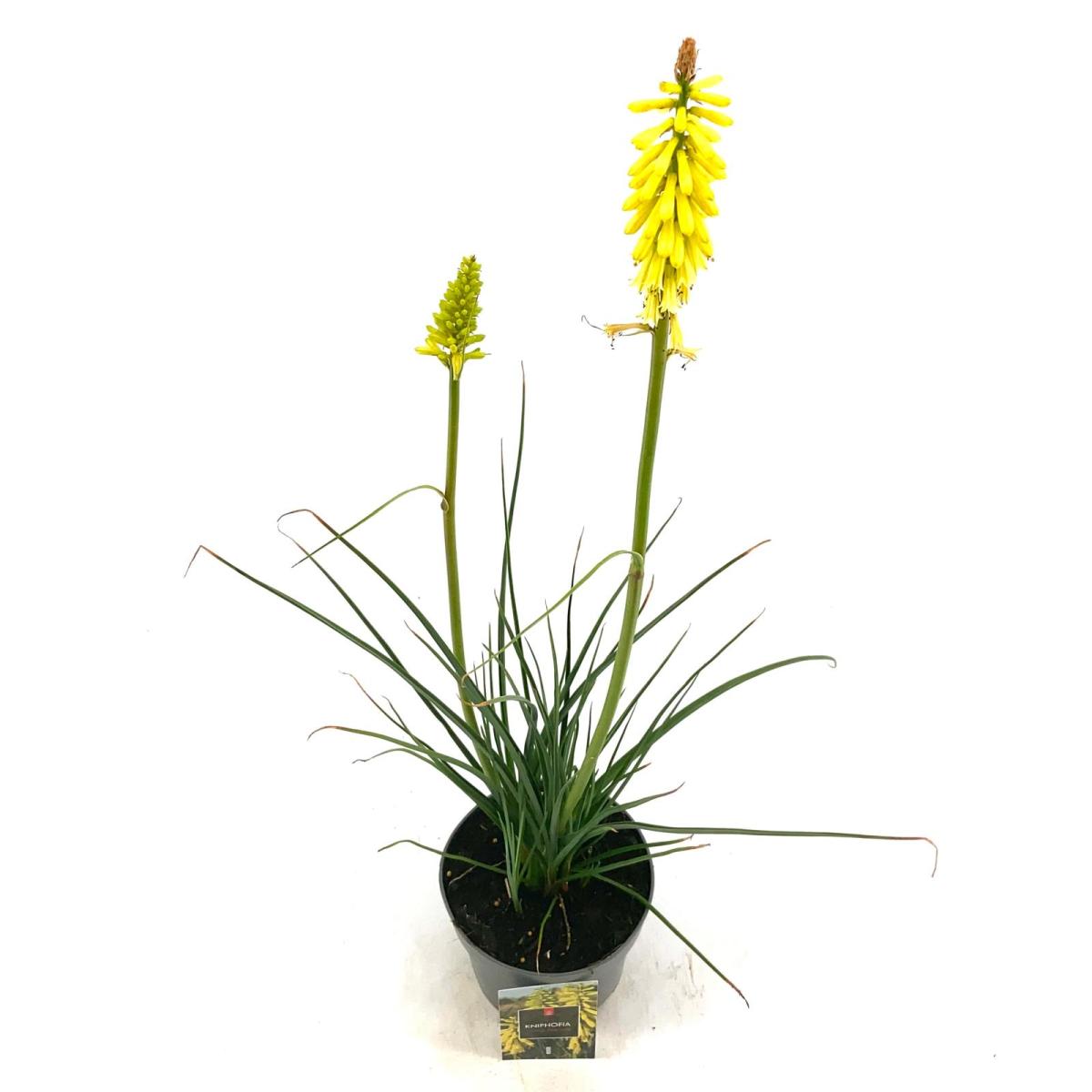 Kniphofia 'Lemon Popsicle'