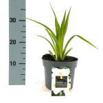Hemerocallis 'Gentle Shepherd', wit