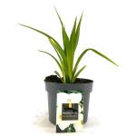 Hemerocallis 'Gentle Shepherd', wit