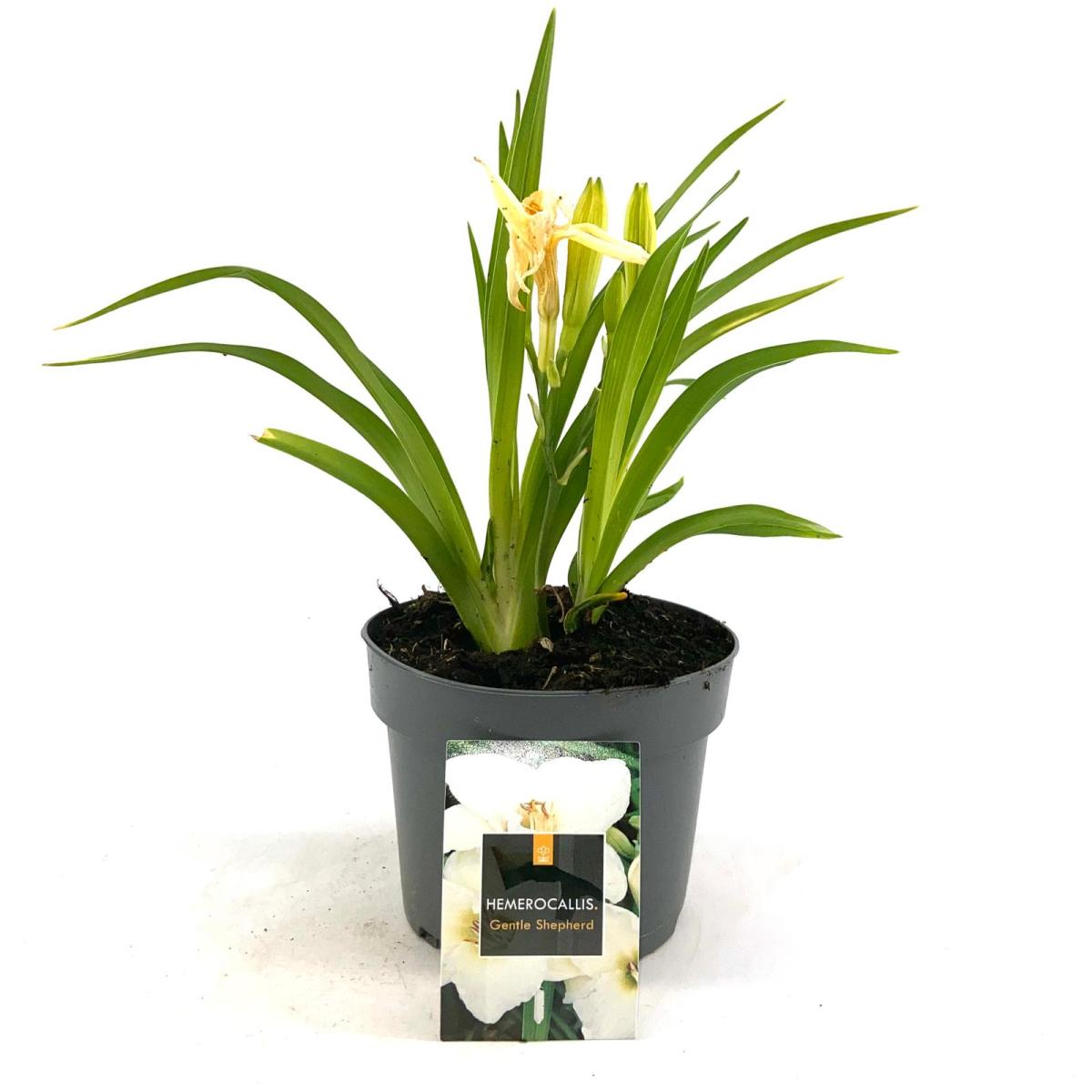 Hemerocallis 'Gentle Shepherd', wit