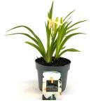 Hemerocallis 'Gentle Shepherd', wit