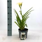 Hemerocallis 'Gentle Shepherd', wit