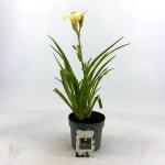 Hemerocallis 'Gentle Shepherd', wit