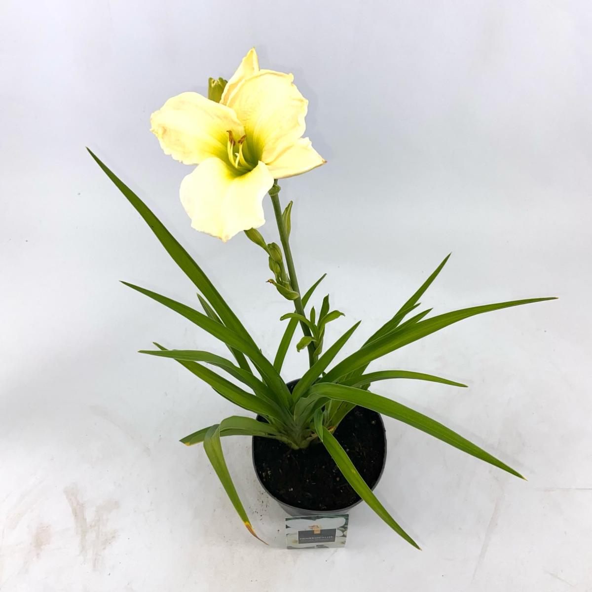 Hemerocallis 'Gentle Shepherd', wit
